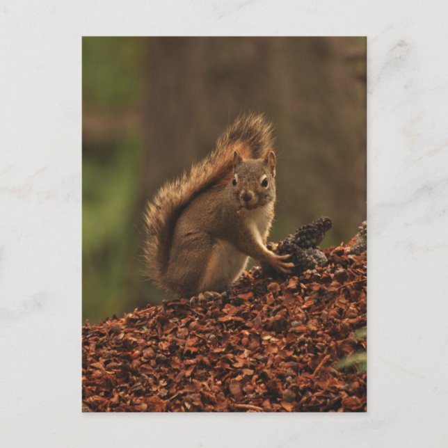 Rotes Eichhörnchen aus Debris Pile Postkarte (Vorderseite)
