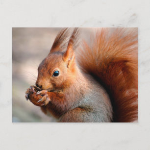 Rotes Eichhörnchen, das Haselnuss isst Postkarte