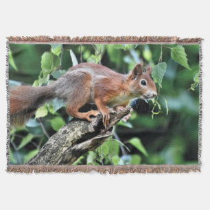 Rotes Eichhörnchen Decke