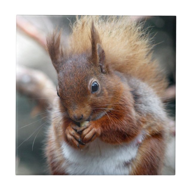 Rotes Eichhörnchen Fliese (Vorderseite)