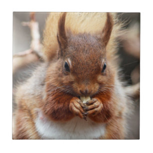 Rotes Eichhörnchen Fliese