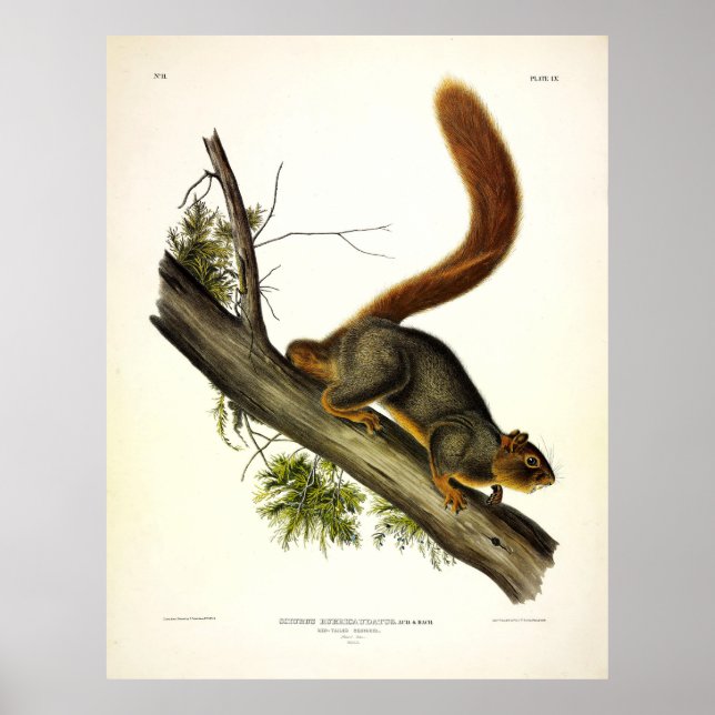 Rotes Eichhörnchen (Fox-Eichhörnchen) von Audubon Poster (Vorne)