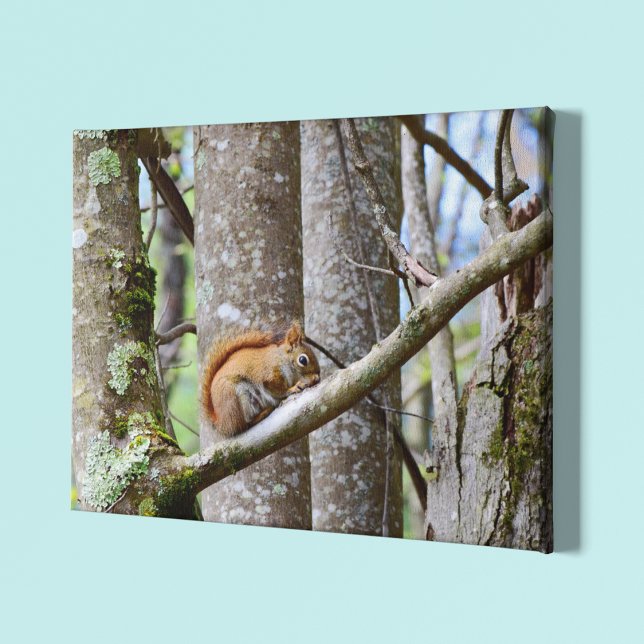 Rotes Eichhörnchen in Holz Leinwanddruck (Von Creator hochgeladen)