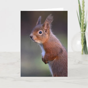 Rotes Eichhörnchen mit Glenalmond-Karte Karte