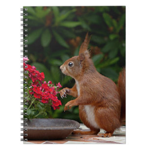 Rotes Eichhörnchen mit Roter Blume Bush Notizblock