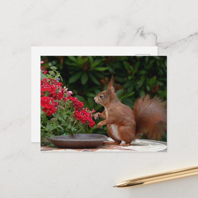 Rotes Eichhörnchen mit Roter Blume Bush Postkarte (Vorderseite/Rückseite Beispiel)