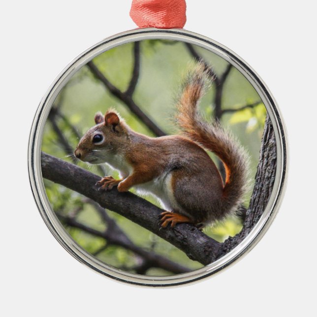 Rotes Eichhörnchen Ornament Aus Metall (Vorne)
