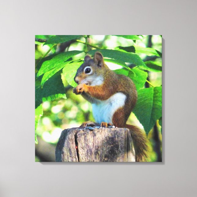 Rotes Eichhörnchen-Portrait Leinwanddruck (Vorderseite)