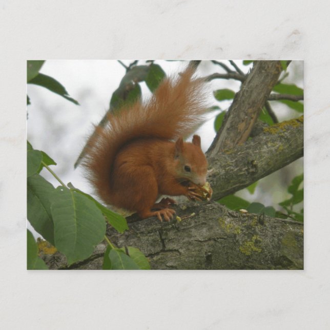 Rotes Eichhörnchen Postkarte (Vorderseite)