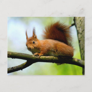 Rotes Eichhörnchen Postkarte