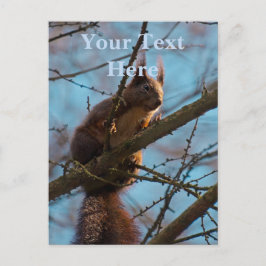 Rotes Eichhörnchen Postkarte