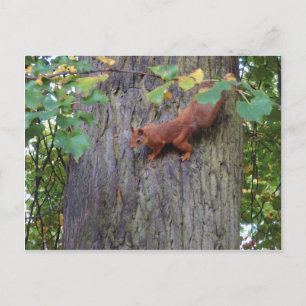 Rotes Eichhörnchen Postkarte