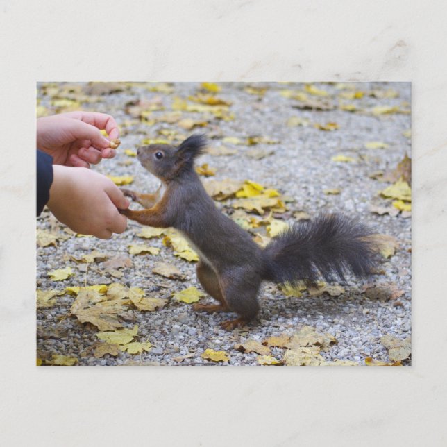 Rotes Eichhörnchen Postkarte (Vorderseite)