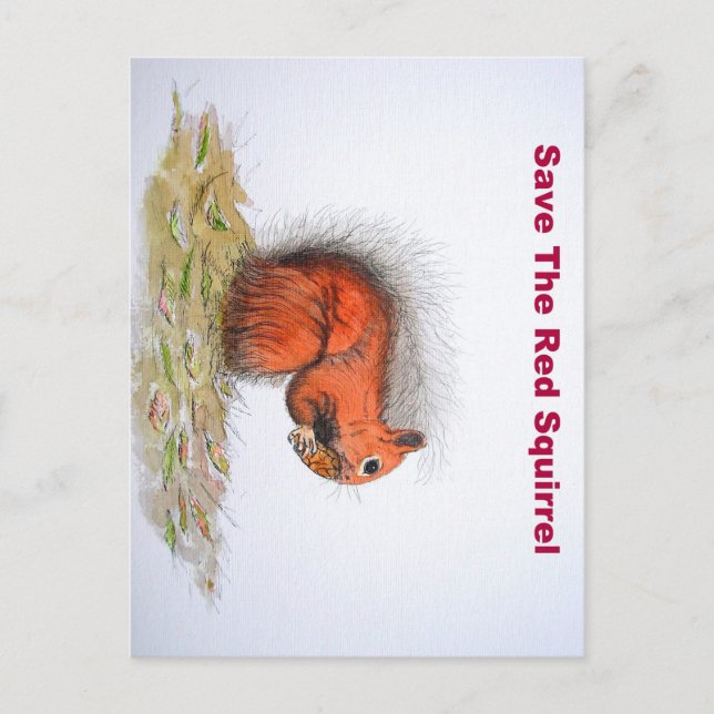 Rotes Eichhörnchen Postkarte (Vorderseite)