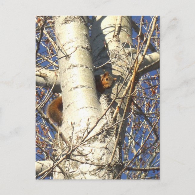 Rotes Eichhörnchen-Postkarte Postkarte (Vorderseite)