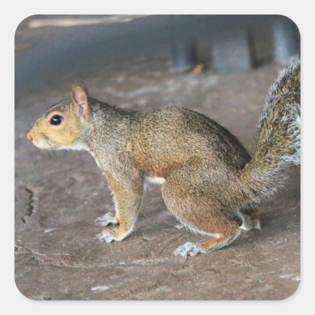 Rotes Eichhörnchen Quadratischer Aufkleber (Vorderseite)