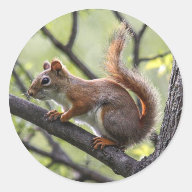 Rotes Eichhörnchen Runder Aufkleber (Vorderseite)