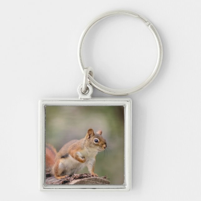 Rotes Eichhörnchen Schlüsselanhänger (Vorne)