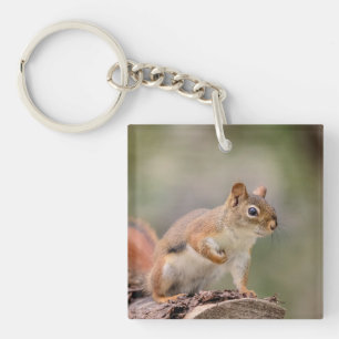 Rotes Eichhörnchen Schlüsselanhänger