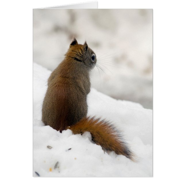 Rotes Eichhörnchen-Soliloquy (Vorne)