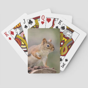 Rotes Eichhörnchen Spielkarten