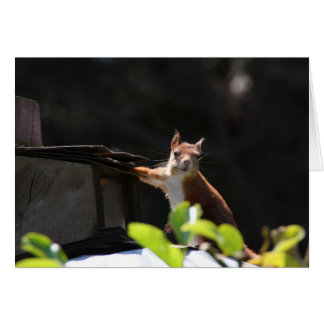 Rotes Eichhörnchen, Tresco