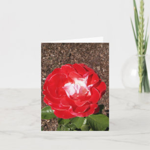 Rotes Foto mit weißer Rose - Faltkarte