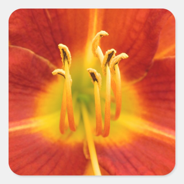 Rotes Foto Quadratischer Aufkleber (Vorderseite)