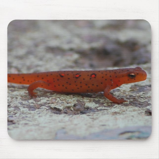 Rotes gepunktetes Newt mousepad (Vorne)