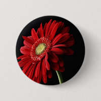 Rotes Gerber Gänseblümchen-Button