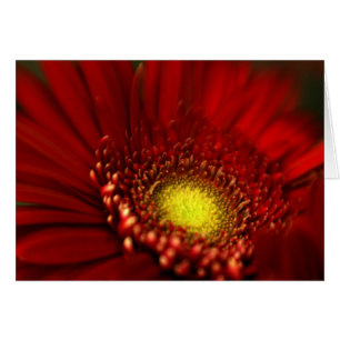 Rotes Gerbera-Gänseblümchen