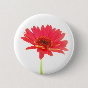 Rotes Gerbera-Gänseblümchen-Blumenknopf Button