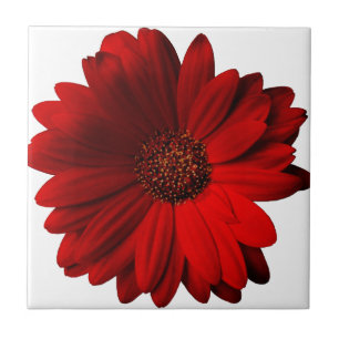Rotes Gerbera-Gänseblümchen Fliese