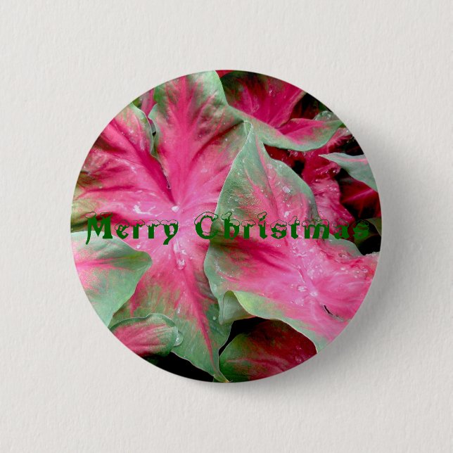 Rotes grünes Caladium-frohe Weihnacht-Abzeichen Button (Vorderseite)
