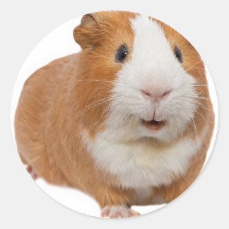 Rotes Guinea Runder Aufkleber