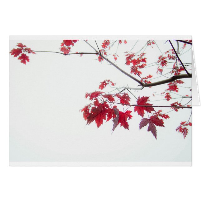 rotes Herbst-Blätter auf einer Niederlassung (Vorderseite (Horizontal))