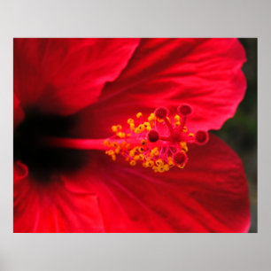 Rotes Hibiskus-Plakat Poster