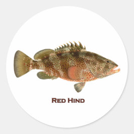 Rotes Hinter Runder Aufkleber