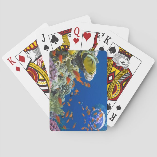 Rotes Korallenriff, Ägypten Spielkarten (Rückseite)