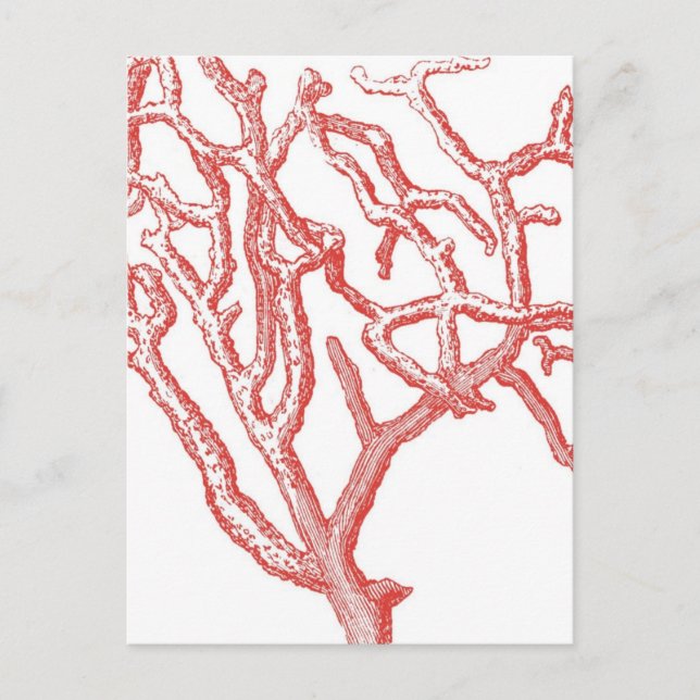 Rotes Korallenriff Postkarte (Vorderseite)
