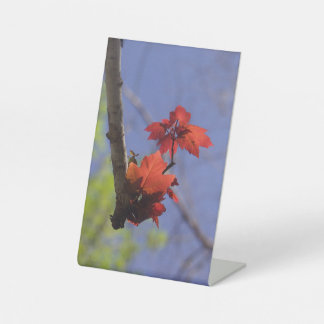Rotes Leaf auf blauem Raumakzent Sockelschild