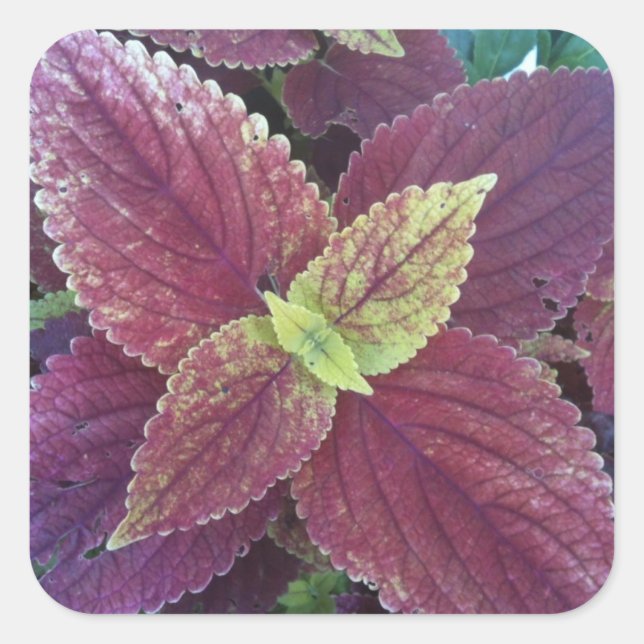 Rotes Leaf Pflanze Große Aufkleber auf dem Platz (Vorderseite)