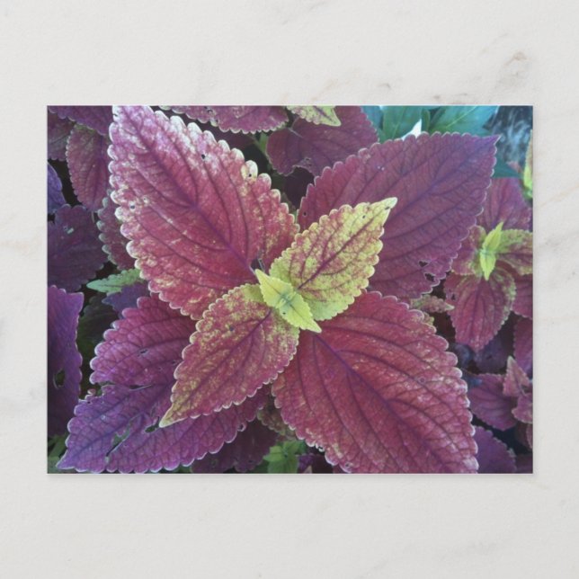Rotes Leaf Pflanze Postkarte (Vorderseite)