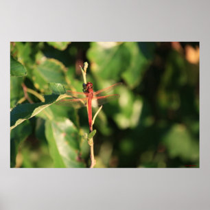 Rotes Libelle-Poster Poster