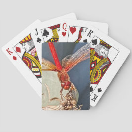 Rotes Meadowhawk Dragonfly Nature Foto Spielkarten