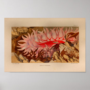 Rotes Meer Anemone Meereskunst Print Poster