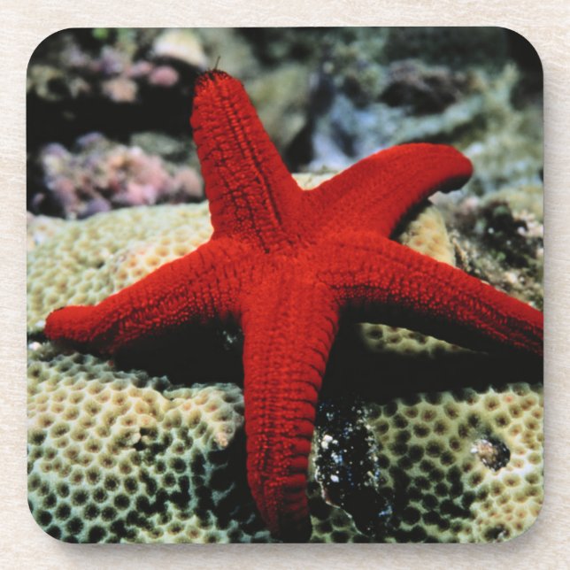 Rotes Meer der Stern-Fisch-| Untersetzer (Vorderseite)
