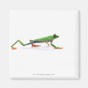 Rotes mit Augen Baumfroschgehen Magnet