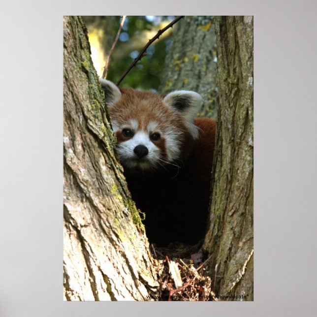 rotes Panda-Poster Poster (Vorne)