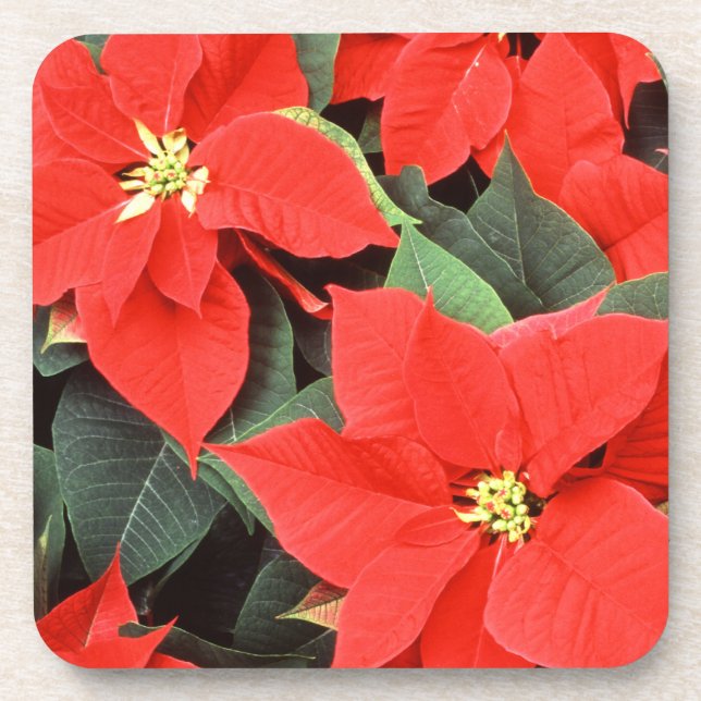 Rotes Poinsettia-Set Korken-Untersetzer Untersetzer (Vorderseite)